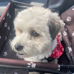 Pampered Pet Grooming - My dog after his haircut