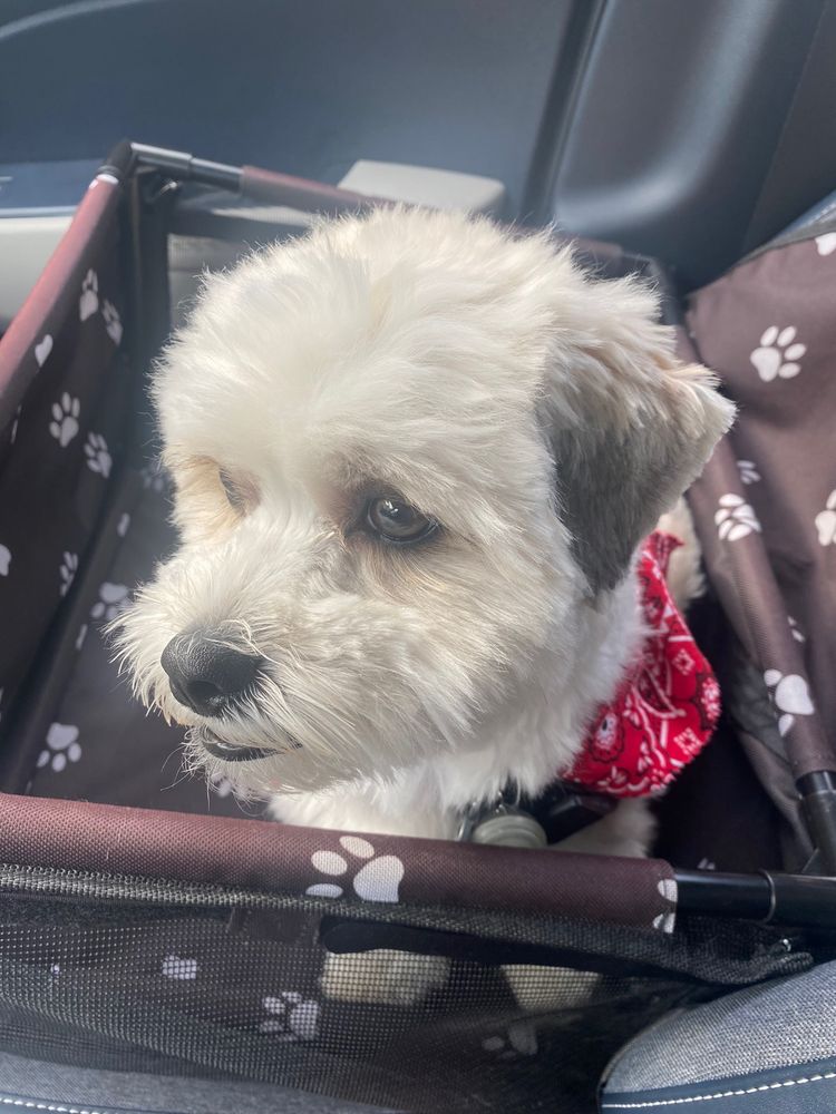 PAMPERED PET GROOMING Updated August 2024 12 Reviews 9840