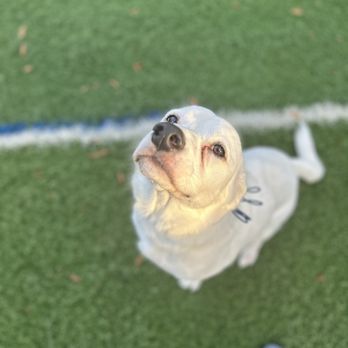 Unleash Fido - Pet Training Near Me - Jacksonville, Florida Unleash Fido - Pet Training Near Me - Jacksonville, Florida