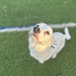 Unleash Fido