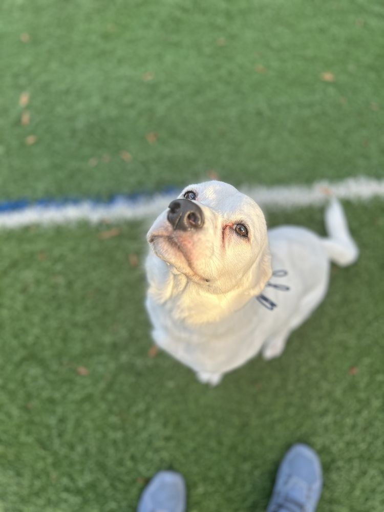 Unleash Fido Image