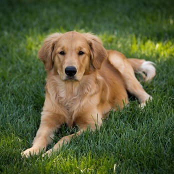 Winchester Goldens - Maverick at 23 weeks. - Pet Services Near Me Winchester Goldens - Maverick at 23 weeks. - Pet Services Near Me