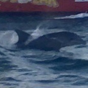 Flippers Adventures - Dolphin - Snorkeling Near Me - Destin, Florida