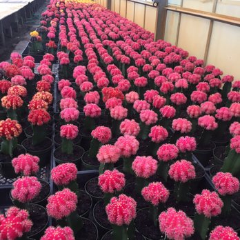 Florida Cactus - Nurseries & Gardening Near Me - Apopka, Florida