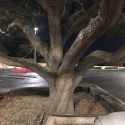 Winn Dixie - Cool tree