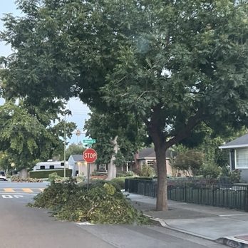 Tinoco Tree Service - Branches left in the street - Tree Services Near Me Tinoco Tree Service - Branches left in the street - Tree Services Near Me