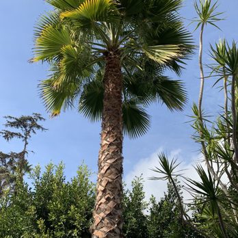 Three Men And A Tree - After! - Tree Services Near Me - San Diego, California Three Men And A Tree - After! - Tree Services Near Me - San Diego, California