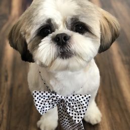THIS IS HOW HE SHOULD BE GROOMED / HOW THE AMAZING GLAMOUR PET SPA GROOMS HIM. LOOK HOW CUTE HE USUALLY IS.