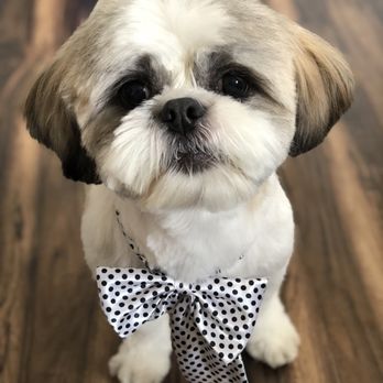 Palisades Pups - THIS IS HOW HE SHOULD BE GROOMED / HOW THE AMAZING GLAMOUR PET SPA GROOMS HIM. LOOK HOW CUTE HE USUALLY IS. - Pet Groomers Near Me - Jersey City, New Jersey