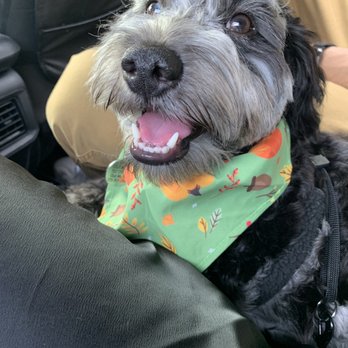 Windsor Oak Farm - Milo, our minigoldendoodle! - Pet Stores Near Me - New Windsor, Maryland