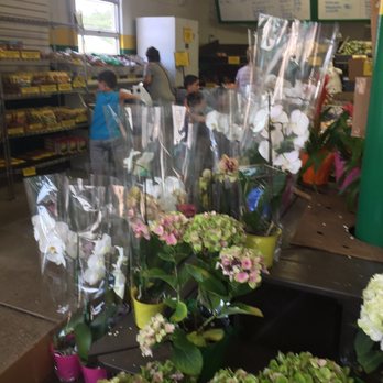 Produce Junction - a variety of flowers for sale - Fruits & Veggies Near Me - Glenolden, Pennsylvania Produce Junction - a variety of flowers for sale - Fruits & Veggies Near Me - Glenolden, Pennsylvania