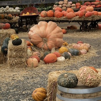 Larry's Produce - A happy fun hour at Larry's- what a selection of pumpkins- loads of veggies and many varieties!! Love this place! - Fruits & Veggies Near Me - Fairfield, California Larry's Produce - A happy fun hour at Larry's- what a selection of pumpkins- loads of veggies and many varieties!! Love this place! - Fruits & Veggies Near Me - Fairfield, California