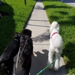 Rocco's Pack Dog Training