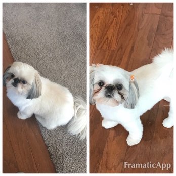 Epic Pets Salon - Before and after. - Pet Groomers Near Me - Marietta, Georgia