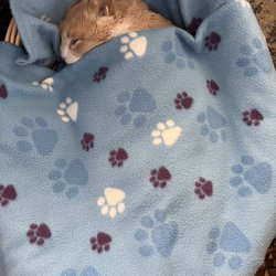 KC In Home Pet Euthanasia