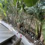 Melgarejo Landscaping