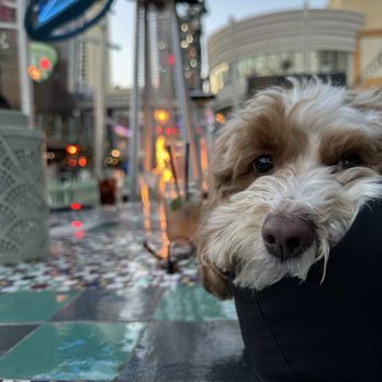 Park On Fremont - Dog friendly patio - Breakfast & Brunch Near Me - Las Vegas, Nevada Park On Fremont - Dog friendly patio - Breakfast & Brunch Near Me - Las Vegas, Nevada