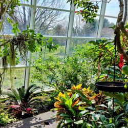 Sophia M Sachs Butterfly House - Lots of tropical plants