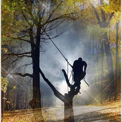 Royal Tree Service