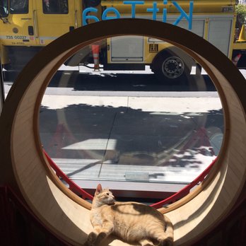KitTea - Pet Adoption Near Me - San Francisco, California