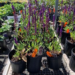 North Star Co Landscaping & Garden Center
