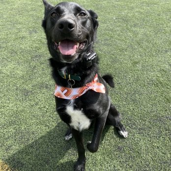 CANIS - Behavior and Training - Pet Training Near Me - Tarzana, California CANIS - Behavior and Training - Pet Training Near Me - Tarzana, California