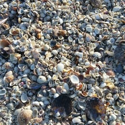Beach is full of seashells Beach is full of seashells