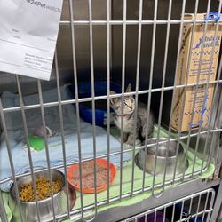 Humane Society of Hobart - Ready for adoption