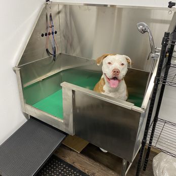 All Dogs Bathing Station - JJ in the tub - Pet Groomers Near Me - Cheney, Washington