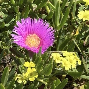 Sunset Dunes - April flowers - Parks Near Me - San Francisco, California Sunset Dunes - April flowers - Parks Near Me - San Francisco, California