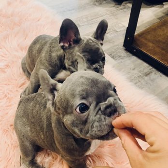 Alissa's Pet Services - Puppy time, treats and kisses - Dog Walkers Near Me