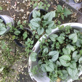 TN Nursery - Brunneras planted in April, photoed 6/8. - Nurseries & Gardening Near Me - Altamont, Tennessee TN Nursery - Brunneras planted in April, photoed 6/8. - Nurseries & Gardening Near Me - Altamont, Tennessee
