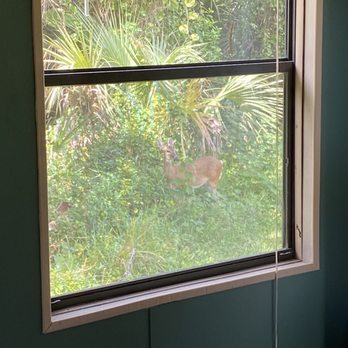 Vitambi Springs - Deer from my window - Resorts Near Me - Clewiston, Florida