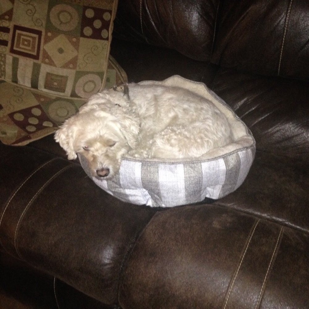 Pampered Pets - Pet Sitting Near Me Pampered Pets - Pet Sitting Near Me