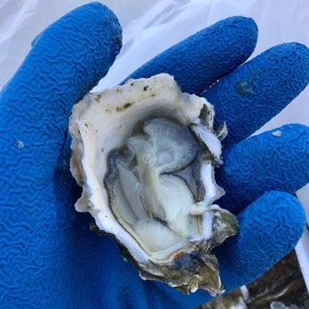 Bodega Bay Oyster - Officially shucked my first oyster ever... right here!!! - Seafood Markets Near Me - Petaluma, California Bodega Bay Oyster - Officially shucked my first oyster ever... right here!!! - Seafood Markets Near Me - Petaluma, California