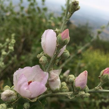 Mario DeCampos Trail - Spring is in the air; beautiful wild flower - Hiking Near Me