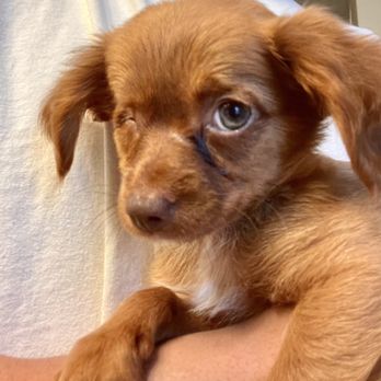 Dogs Without Borders - Foster pups Sky and Rain - Community Service/Non-Profit Near Me