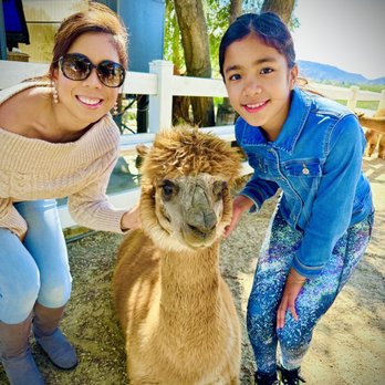 The Alpaca Hacienda - Attraction Farms Near Me - Temecula, California