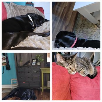 Unique's Pet Services - Pet Sitting Near Me