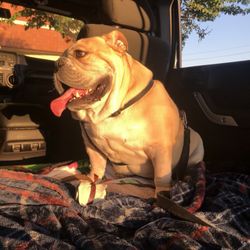 Veterinary Referral Center of North Texas