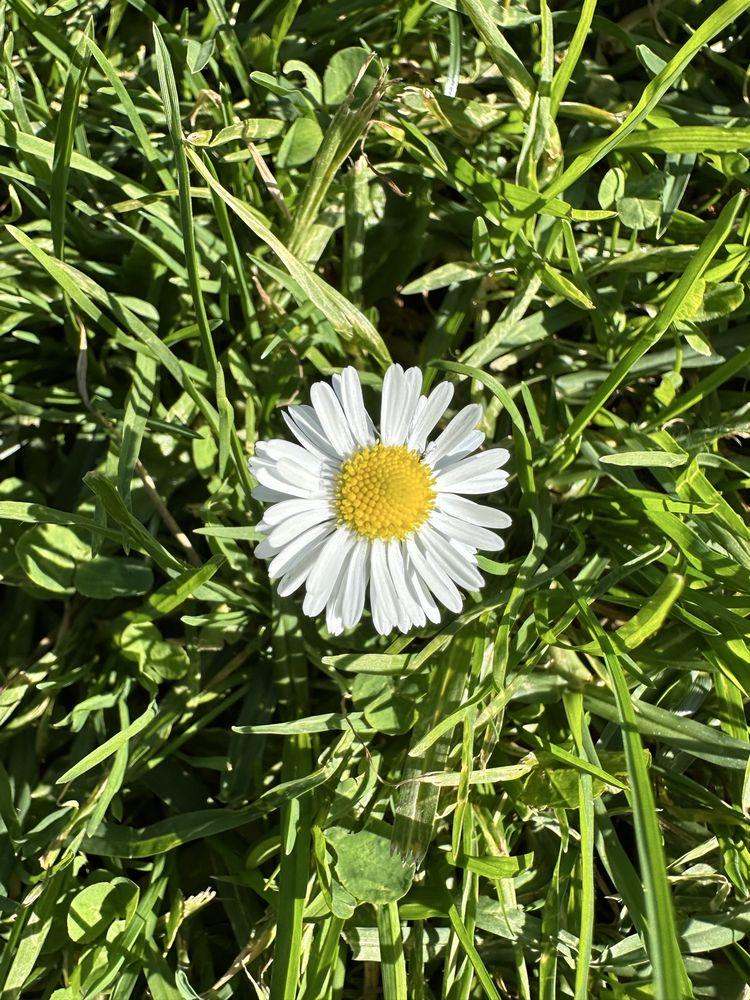 Gentle Care Agency - home care agency in San Rafael, CA