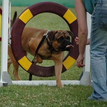 Sit Dog Training - Pet Training Near Me - Doncaster, NLN