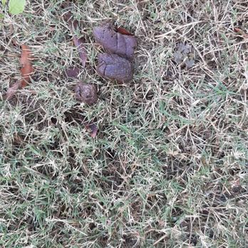 Populus Waterside Apartments - Dog excrement - Apartments Near Me - Chattanooga, Tennessee