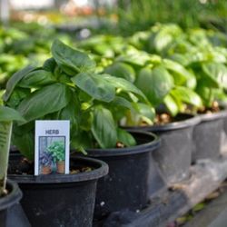 Lynde Greenhouse & Nursery and Landscape Design - Interested in growing your own herbs? Whether you start your own, buy start plants from your local garden center (Lynde Green...