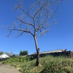 Full Throttle Junk Solutions - Before tree removal