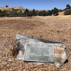 Blackies Pasture