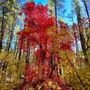 Photo of Horton Creek Trail
