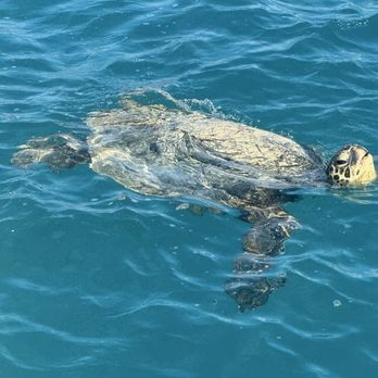 Waikiki Sailing Company - Turtle - Boating Near Me - Honolulu, Hawaii Waikiki Sailing Company - Turtle - Boating Near Me - Honolulu, Hawaii