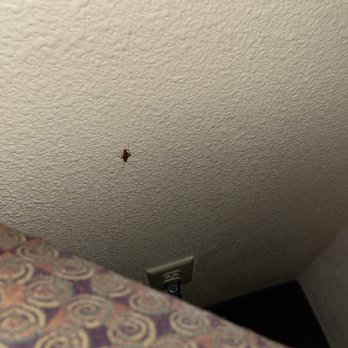 Larkspur Landing Campbell - One of the roaches. - Hotels Near Me - Campbell, California