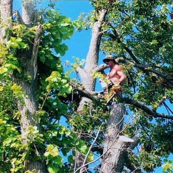 LT Tree Service - Tree Services Near Me LT Tree Service - Tree Services Near Me